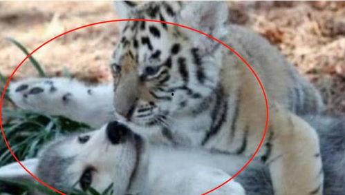 大哥爆料小老虎视频